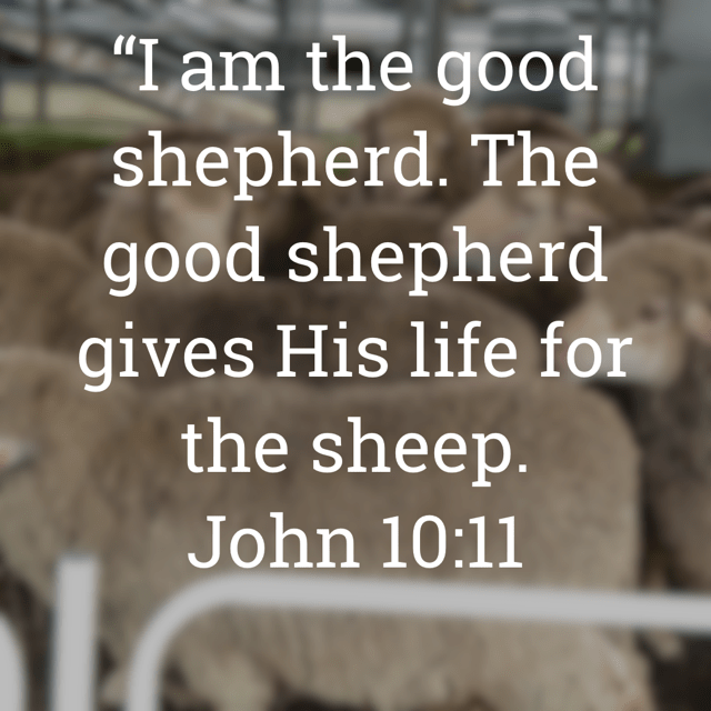 The image bears the text.
John 10:11 (NKJV):
“I am the good shepherd. The good shepherd gives His life for the sheep.”
The background is a photograph of sheep at The Ekka (The Queensland Royal National Association) agricultural show in Brisbane. The image was shot by Gary Lum.