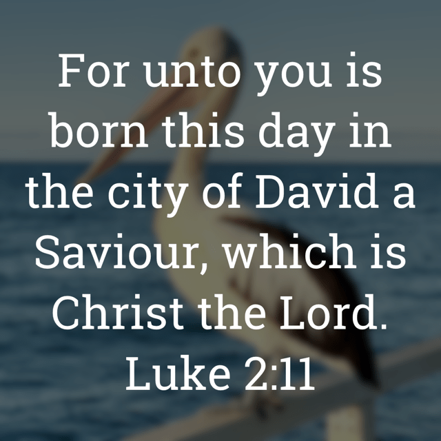 The image bears the text:
For unto you is born this day in the city of David a Saviour, which is Christ the Lord.
Luke 2:11
The background is a pelican on Henley Beach Jetty shot by Gary Lum.